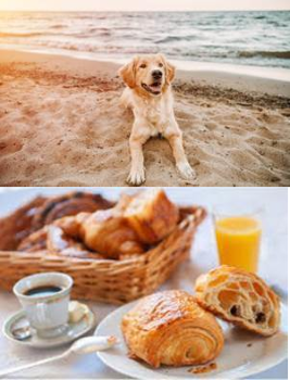 PROMENADE MATINALE SUR LA PLAGE...CHIENS BIENVENUS