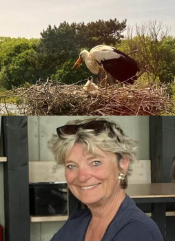 BALADE GUID&Eacute;E AUTOUR DES CIGOGNES DU ZWIN