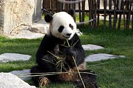 PAIRI DAIZA